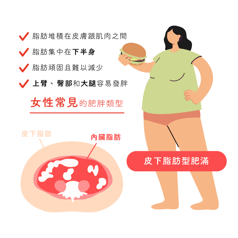 消脂點滴-內臟脂肪皮下脂肪比較女性