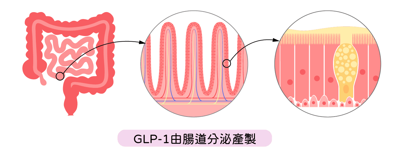 GLP-1由腸道分泌產製-善纖達機轉
