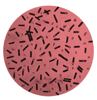 Clostridium Botulinum (肉毒梭狀桿菌)