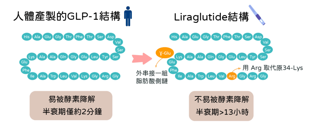 善纖達liraglutide與人體GLP-1機制比較