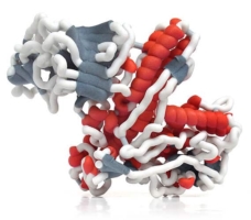 肉毒桿菌後遺症_肉毒外層的複合蛋白質會引起抗體