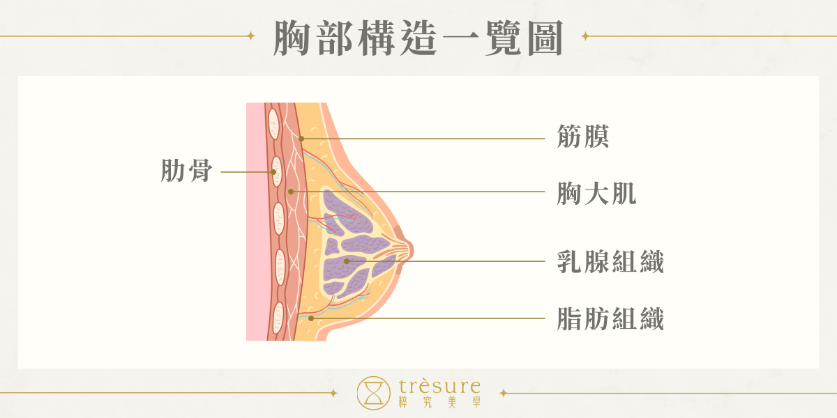 隆乳部位胸部構造一覽