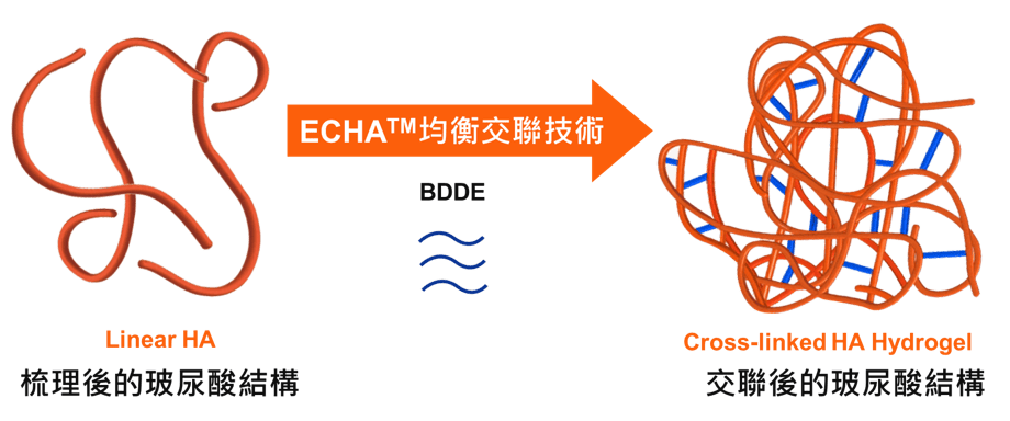氧氣玻尿酸ECHA均衡交聯技術